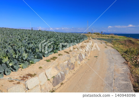 瀨戶內海中的前島,遍布著大片白菜田。 瀨戶內海中的前島,遍布著大片白菜田。 140948096