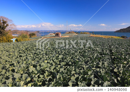 Vast cabbage fields on Maejima, an island in the Seto Inland Sea. Vast cabbage fields on Maejima, an island in the Seto Inland Sea. 140948098