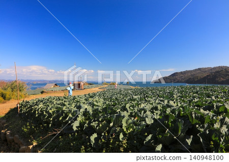 瀨戶內海中的前島,遍布著大片白菜田。 瀨戶內海中的前島,遍布著大片白菜田。 140948100