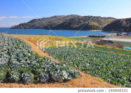 瀨戶內海中的前島,遍布著大片白菜田。 瀨戶內海中的前島,遍布著大片白菜田。 140948101