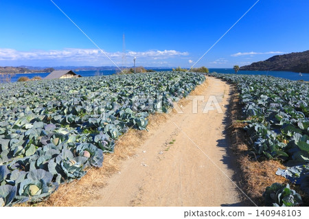 瀨戶內海中的前島,遍布著大片白菜田。 瀨戶內海中的前島,遍布著大片白菜田。 140948103