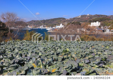 瀨戶內海中的前島,遍布著大片白菜田。 瀨戶內海中的前島,遍布著大片白菜田。 140948104