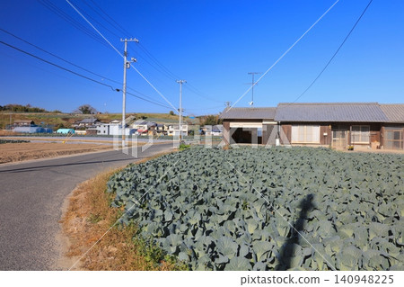 Maejima, an island in the Seto Inland Sea, features a townscape of sprawling cabbage fields. Maejima, an island in the Seto Inland Sea, features a townscape of sprawling cabbage fields. 140948225