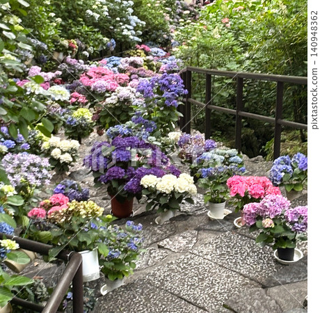 奈良縣長谷寺內,五彩繽紛的繡球花競相綻放。 奈良縣長谷寺內,五彩繽紛的繡球花競相綻放。 140948362