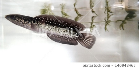 An exotic snakehead fish (Channa sp.) with a white-spotted pattern in a freshwater aquarium. An exotic snakehead fish (Channa sp.) with a white-spotted pattern in a freshwater aquarium. 140948465