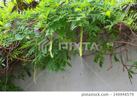 紫藤花架:開花後形成的種子莢。 紫藤花架:開花後形成的種子莢。 140948579