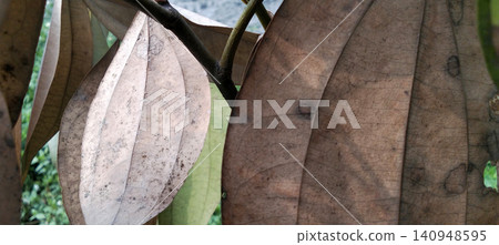 A close-up photo of a dry, brown tropical leaf on a tree branch, set against a natural textured background. A close-up photo of a dry, brown tropical leaf on a tree branch, set against a natural textured background. 140948595