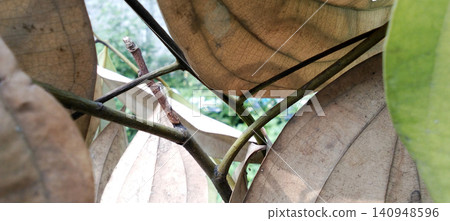A close-up photo of a dry, brown tropical leaf on a tree branch, set against a natural textured background. A close-up photo of a dry, brown tropical leaf on a tree branch, set against a natural textured background. 140948596
