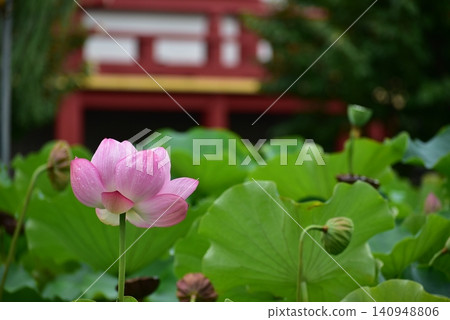 Lotus flowers and a red building Lotus flowers and a red building 140948806