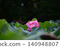 一朵蓮花獨自盛開，映襯著深綠色的背景。 140948807
