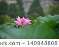 蓮花從葉縫間探出頭來 140948808