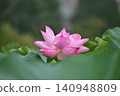 雨後的蓮花 140948809