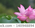 蓮花的特寫，純潔美麗的花朵。 140948894