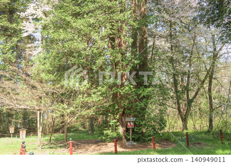 A cypress tree planted by the Great Abbot Tenkai, surrounded by cherry blossoms, at Isasumi Shrine, Fukushima Prefecture. A cypress tree planted by the Great Abbot Tenkai, surrounded by cherry blossoms, at Isasumi Shrine, Fukushima Prefecture. 140949011
