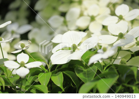 Tokiwa Yamaboushi in full bloom Tokiwa Yamaboushi in full bloom 140949013