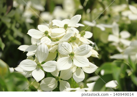 Tokiwa Yamaboushi in full bloom Tokiwa Yamaboushi in full bloom 140949014