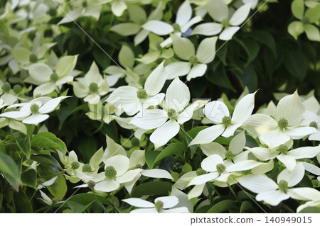 Tokiwa Yamaboushi in full bloom Tokiwa Yamaboushi in full bloom 140949015