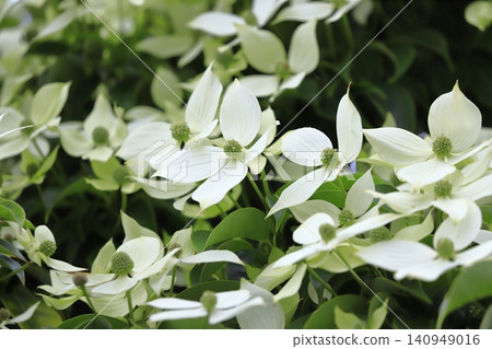Tokiwa Yamaboushi in full bloom Tokiwa Yamaboushi in full bloom 140949016