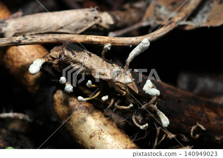 *Clavaria japonica*, a type of fungus that grows on decaying wood in a damp forest (Japanese natural fungus/mushroom ecology macro photography). *Clavaria japonica*, a type of fungus that grows on decaying wood in a damp forest (Japanese natural fungus/mushroom ecology macro photography). 140949023