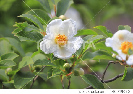 漂亮的夏季山茶花 (日本風鈴草) 花和花蕾 漂亮的夏季山茶花 (日本風鈴草) 花和花蕾 140949030