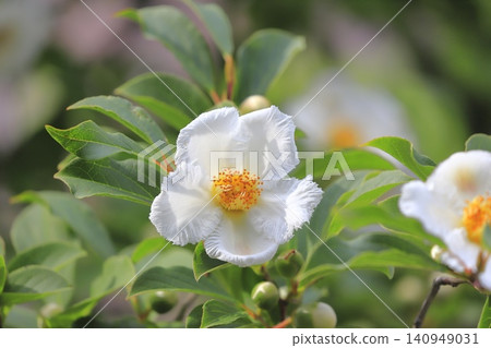 漂亮的夏季山茶花 (日本風鈴草) 花和花蕾 漂亮的夏季山茶花 (日本風鈴草) 花和花蕾 140949031