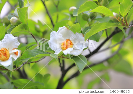 漂亮的夏季山茶花 (日本風鈴草) 花和花蕾 漂亮的夏季山茶花 (日本風鈴草) 花和花蕾 140949035