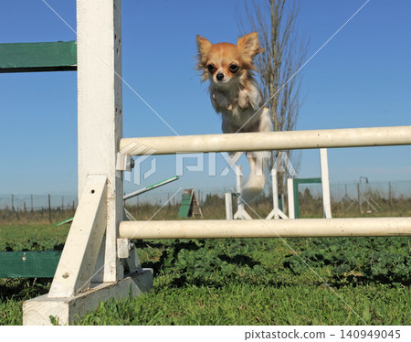chihuahua training for agility chihuahua training for agility 140949045