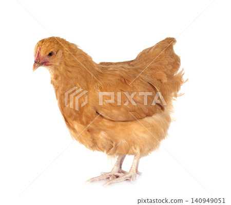 Orpington chicken Orpington chicken 140949051