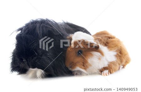 Guinea pigs Guinea pigs 140949053