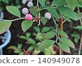 Rabbit-eye blueberries that are just about to ripen and have begun to turn red. 140949078