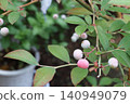 Rabbit-eye blueberries that are just about to ripen and have begun to turn red. 140949079