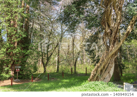 福島縣伊佐澄神社內的巨型柏樹和紫藤 福島縣伊佐澄神社內的巨型柏樹和紫藤 140949154