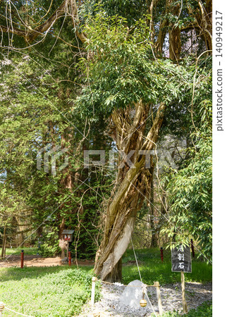"Flying Dragon Wisteria" and the厄除石 (Exorcism Stone) at Isasumi Shrine, Fukushima Prefecture "Flying Dragon Wisteria" and the厄除石 (Exorcism Stone) at Isasumi Shrine, Fukushima Prefecture 140949217