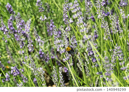 A bee sucking nectar in a lavender field A bee sucking nectar in a lavender field 140949299