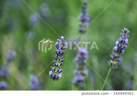 Lavender and bees Lavender and bees 140949301