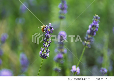 Lavender and bees Lavender and bees 140949302