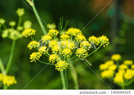 Yellow flower 140949305