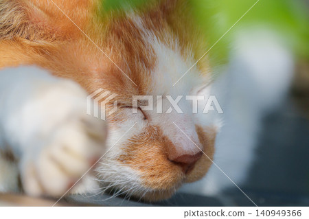 A cat to take a nap A cat to take a nap 140949366