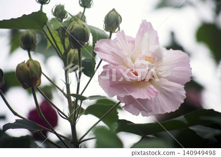 The Confederate Rose flowers are dyed pink. The Confederate Rose flowers are dyed pink. 140949498