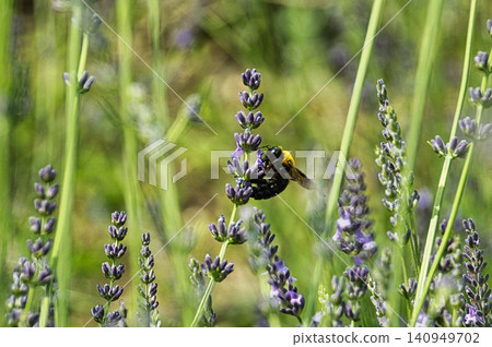 Lavender and bees 140949702