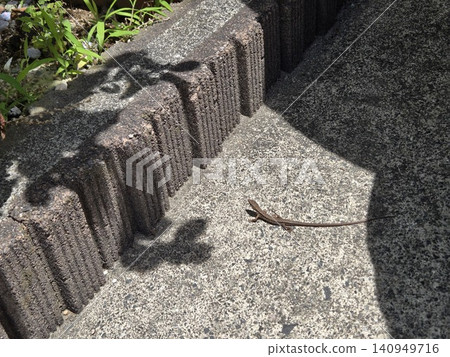 A Japanese grass lizard walking along the curb. 140949716