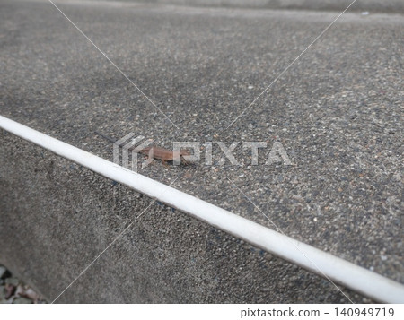 一隻日本草蜥蜴沿著道路上的白線行走。 一隻日本草蜥蜴沿著道路上的白線行走。 140949719