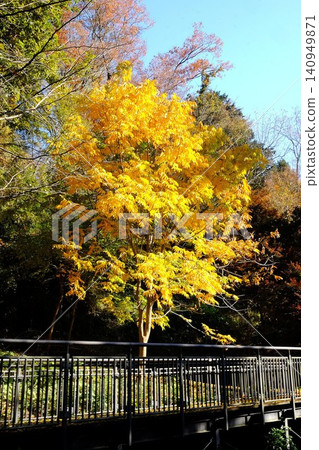 [Kanagawa Prefecture] Yellowing leaves of Sapindus mukorossi 140949871