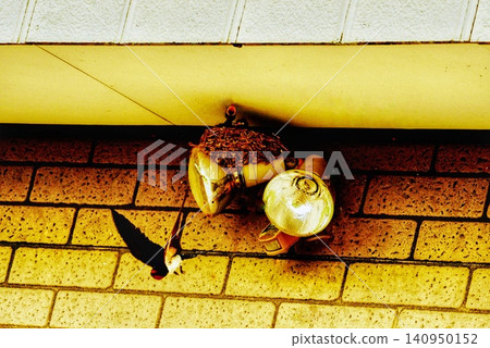 A swallow takes flight energetically from its nest, with its chick opening its mouth wide. A swallow takes flight energetically from its nest, with its chick opening its mouth wide. 140950152
