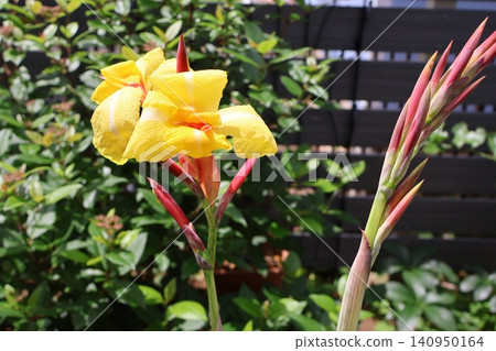 Yellow canna flowers Yellow canna flowers 140950164