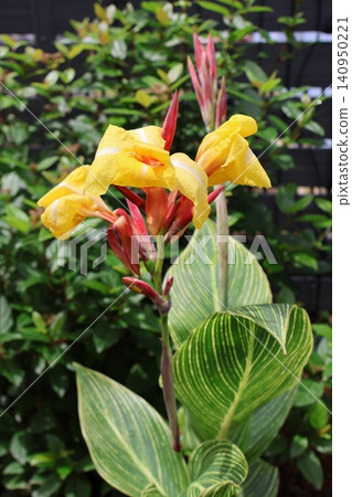 Yellow variegated canna Yellow variegated canna 140950221