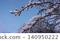 Close-up of curved tree branches covered with a thick layer of snow against a clear winter sky painted in soft blue and pink hues, perspective from bottom to top, winter natural texture. 140950222