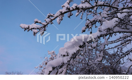 Close-up of curved tree branches covered with a thick layer of snow against a clear winter sky painted in soft blue and pink hues, perspective from bottom to top, winter natural texture. Close-up of curved tree branches covered with a thick layer of snow against a clear winter sky painted in soft blue and pink hues, perspective from bottom to top, winter natural texture. 140950222
