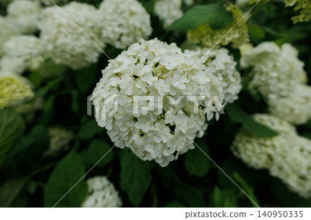 White hydrangea 140950335