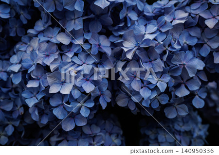 hydrangea hydrangea 140950336